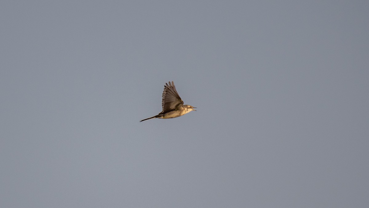 Western Yellow Wagtail - ML643038181