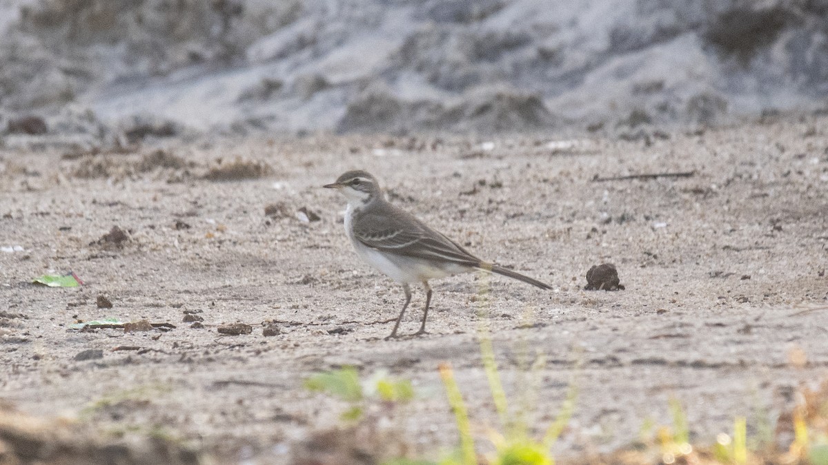 Western Yellow Wagtail - ML643038182