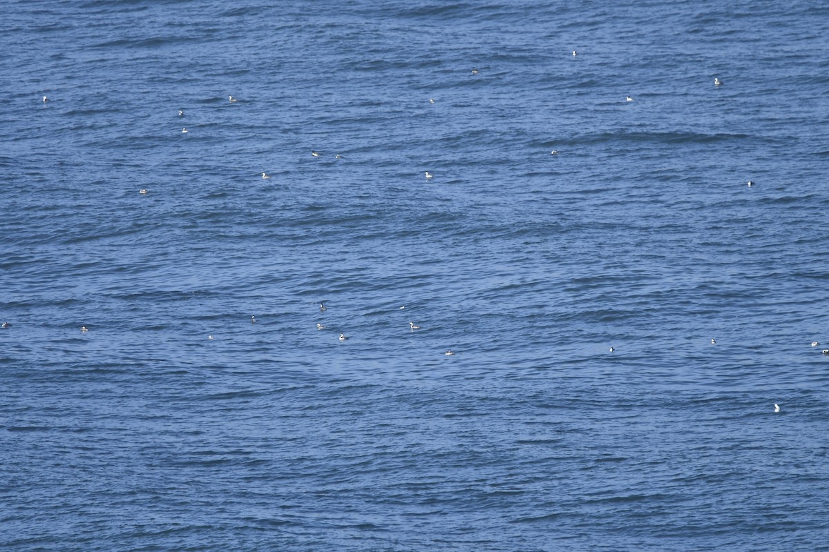 クビナガカイツブリ - ML643038188