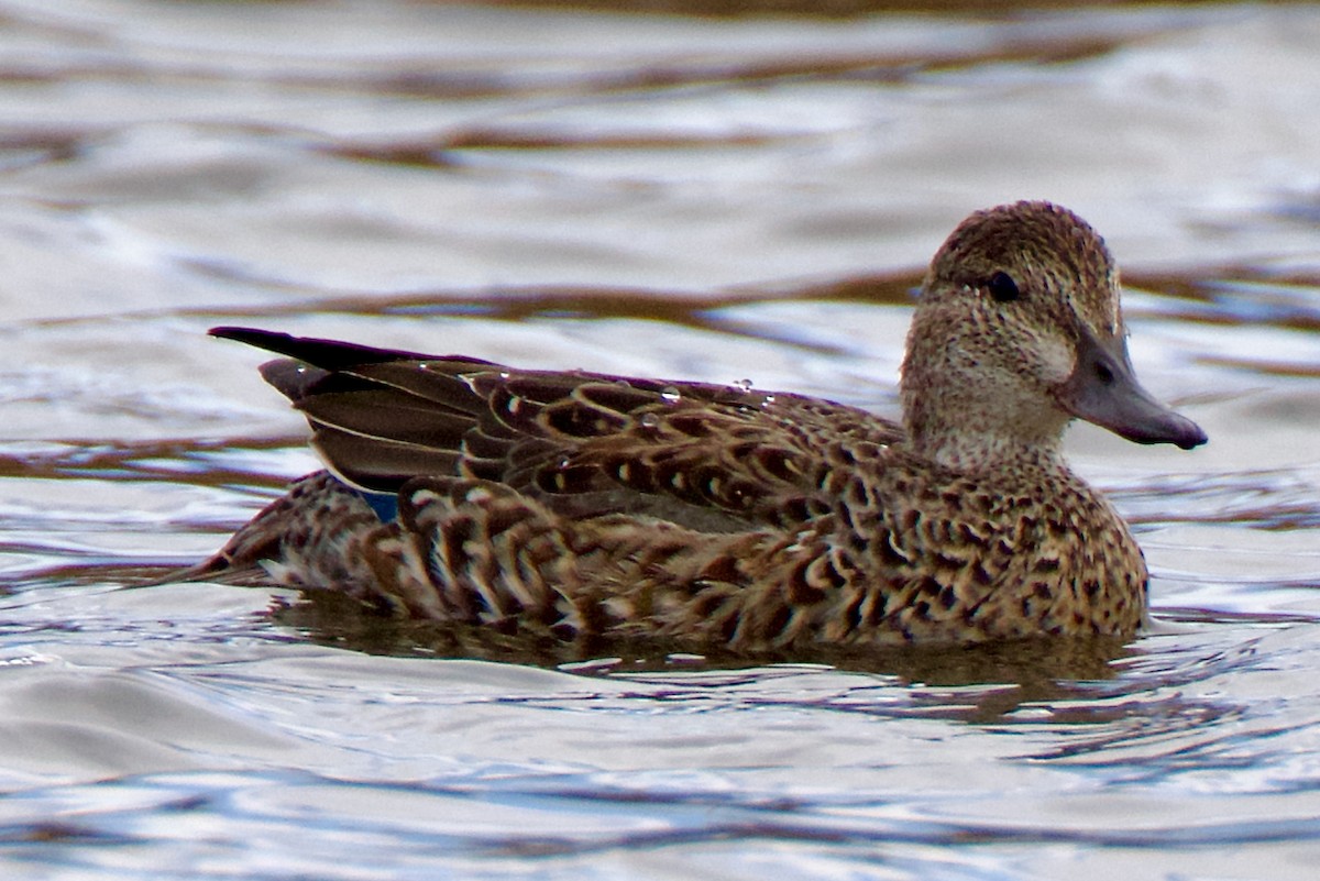 Green-winged Teal - ML643038206