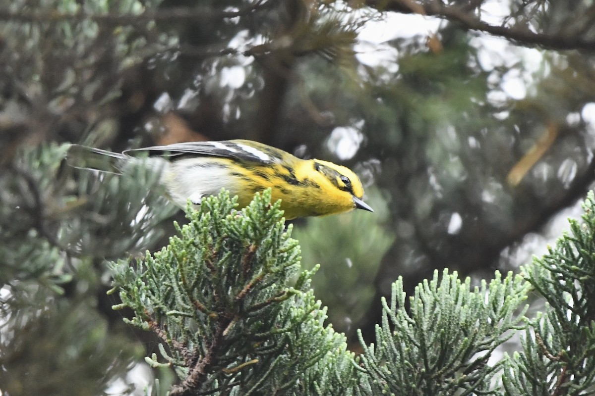 Townsend's Warbler - ML643038208