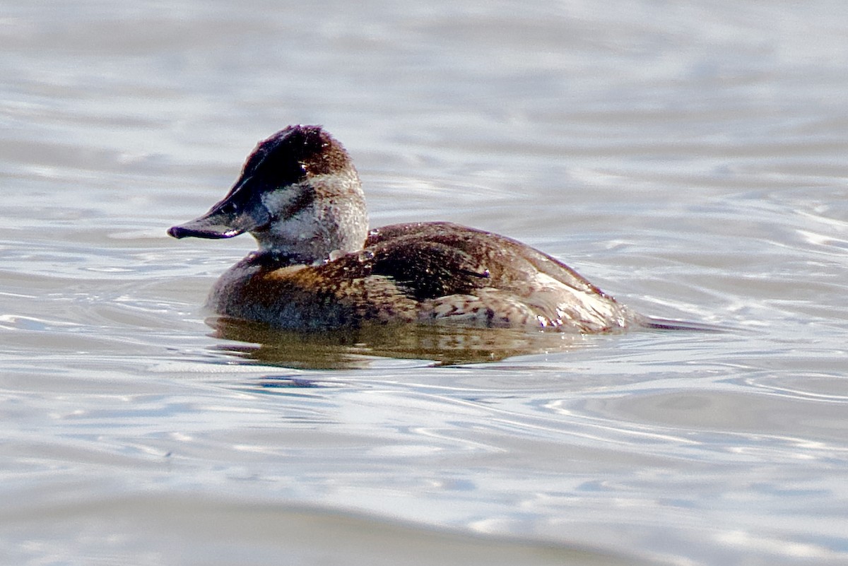 Ruddy Duck - ML643038214