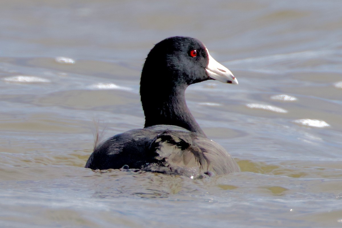 American Coot - ML643038218