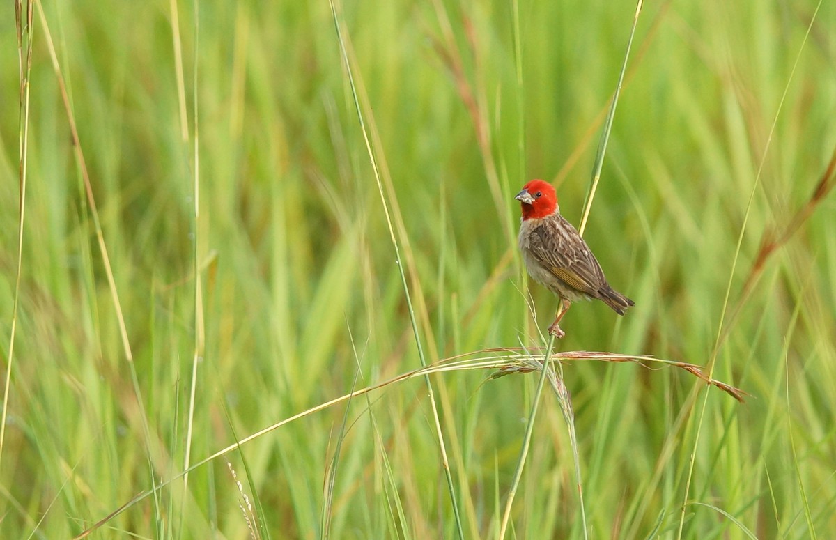 Red-headed Quelea - ML643038219