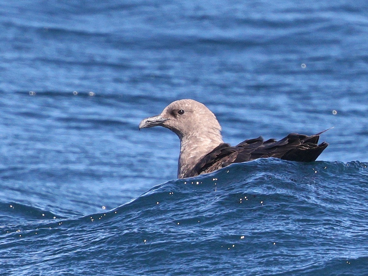 South Polar Skua - ML643038225