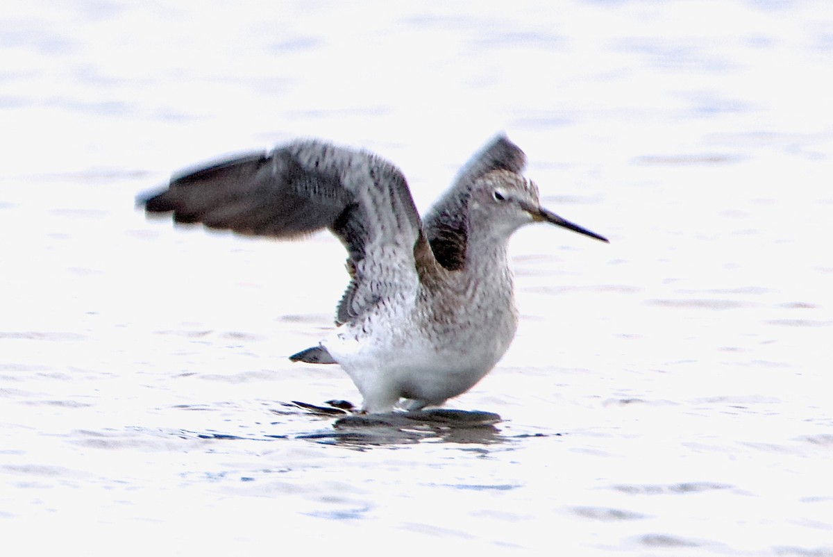 Greater Yellowlegs - ML643038232