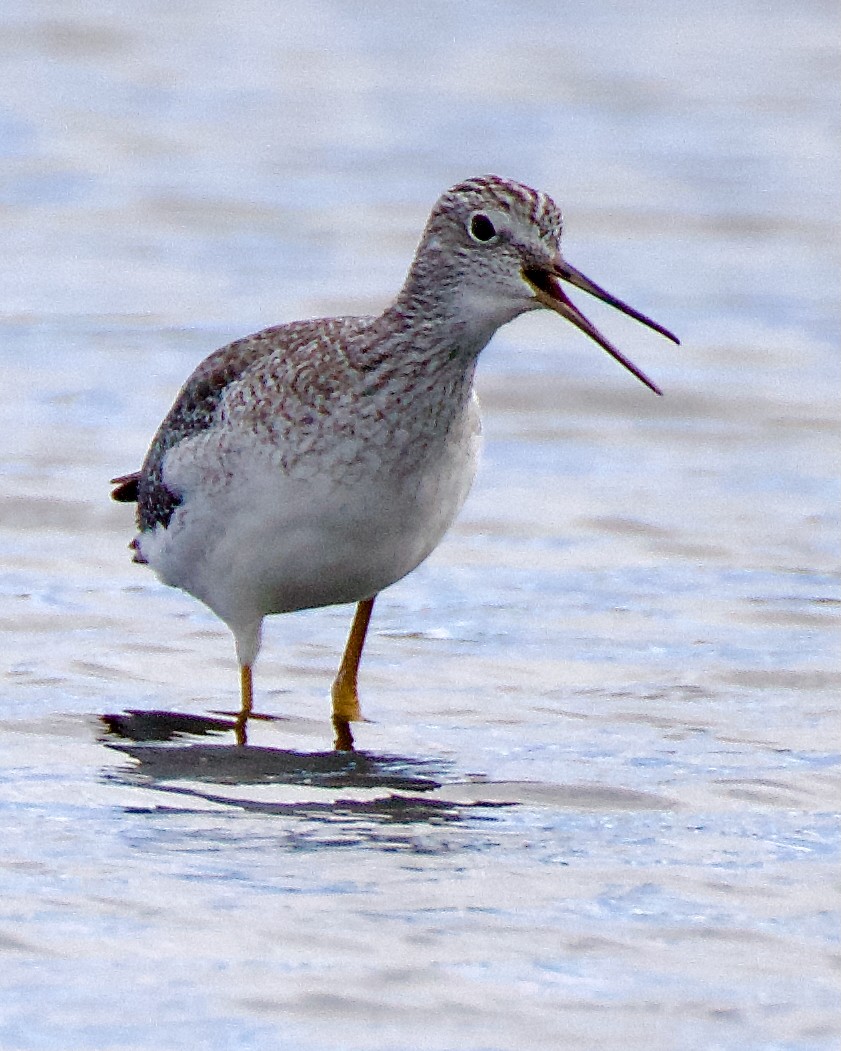 Greater Yellowlegs - ML643038233