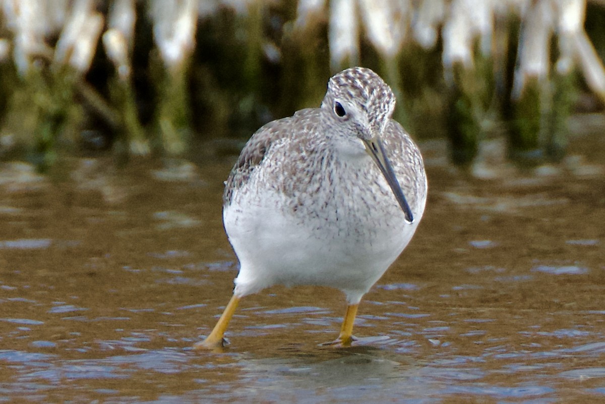 Greater Yellowlegs - ML643038234
