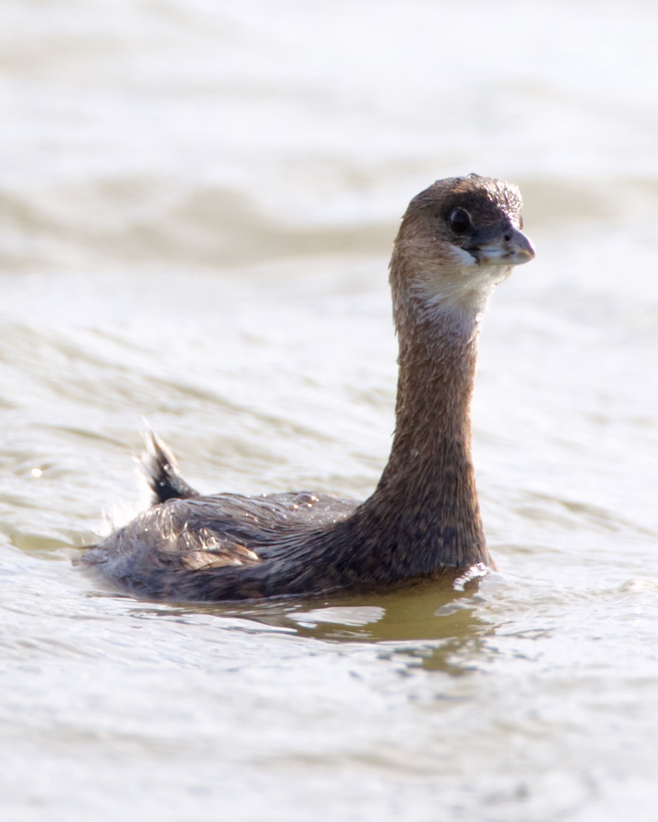 Pied-billed Grebe - ML643038242