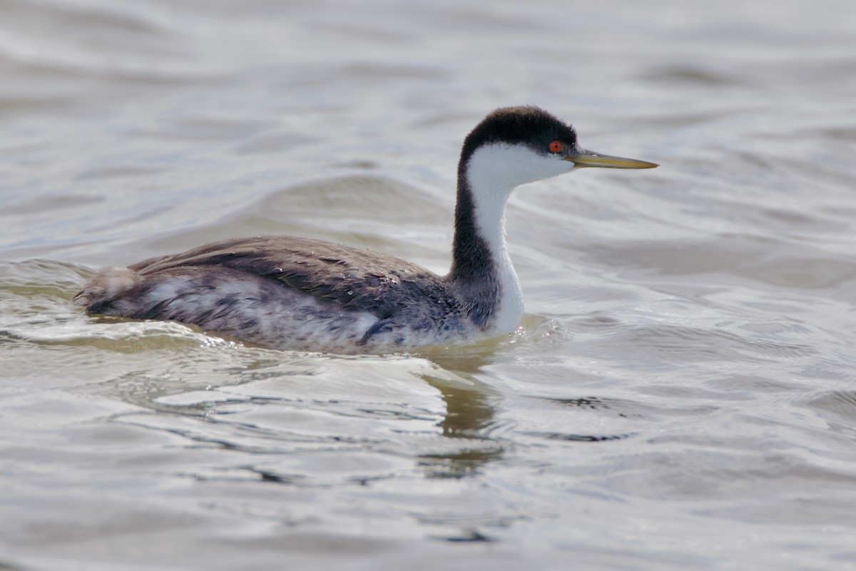 Western Grebe - ML643038255
