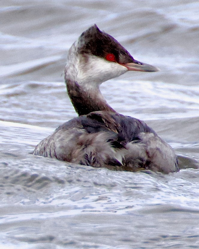 Horned Grebe - ML643038256