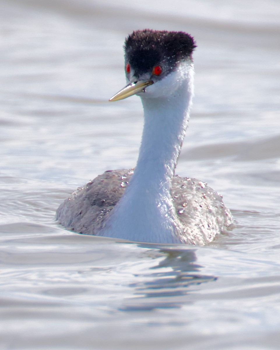 Western Grebe - ML643038257
