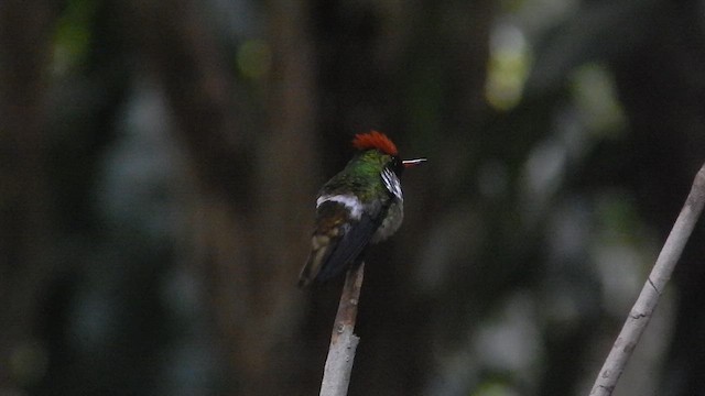 Frilled Coquette - ML643038258