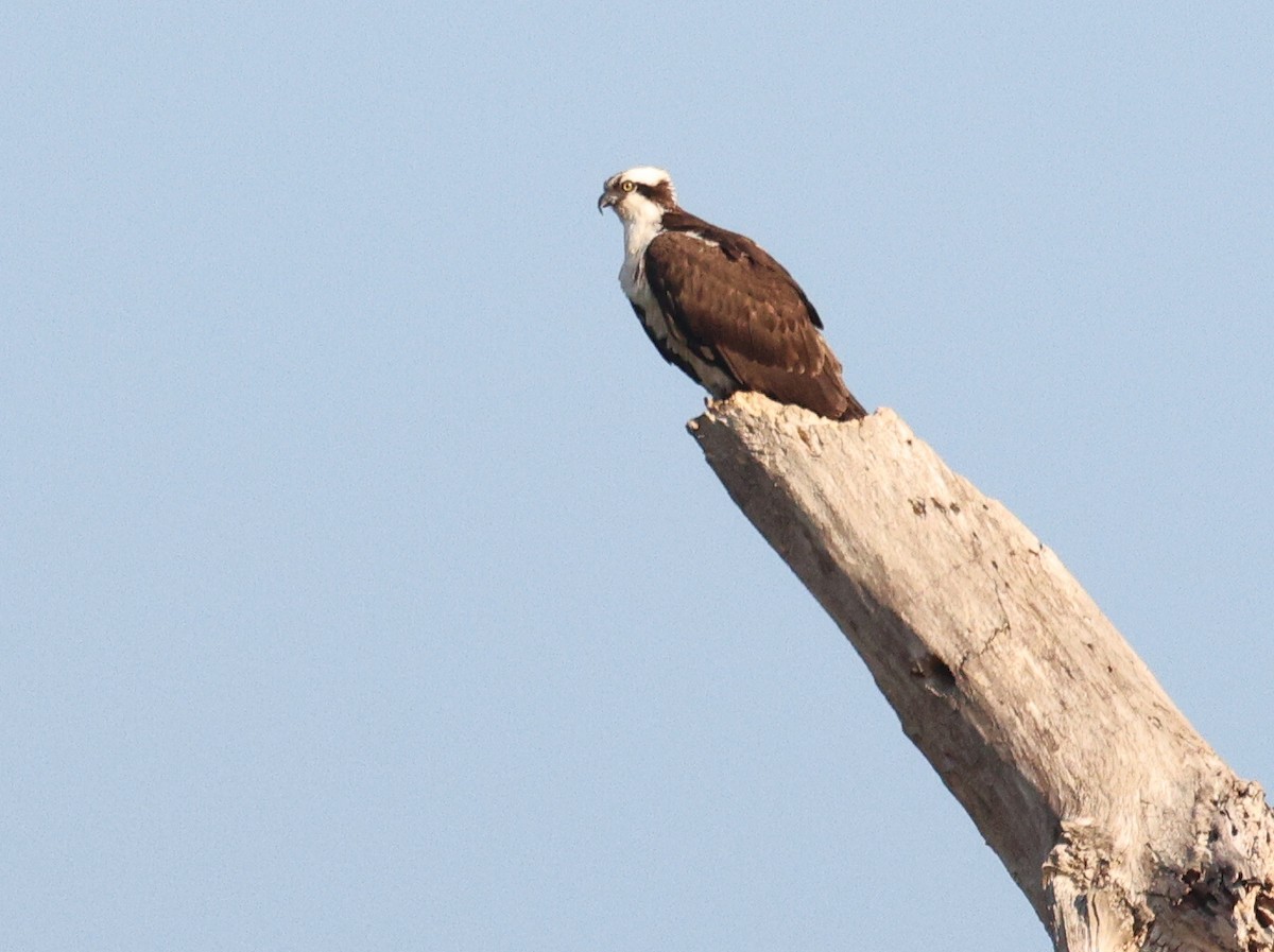 Osprey - ML643038262