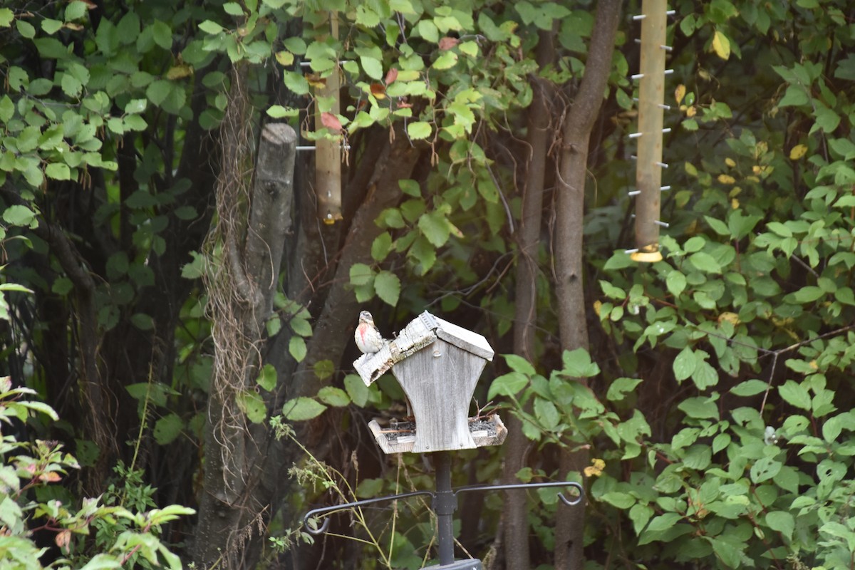 Rose-breasted Grosbeak - ML643038263