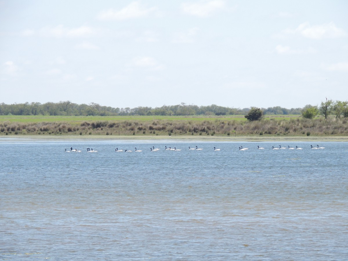 Black-necked Swan - ML643038269