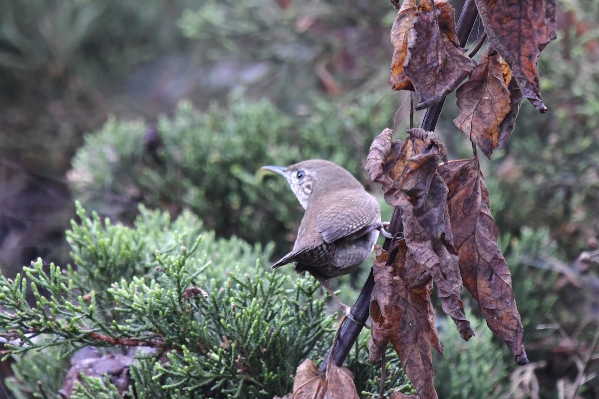 Northern House Wren - ML643038296