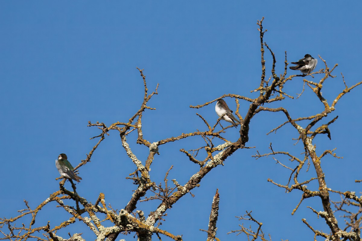 Violet-green Swallow - ML643038300