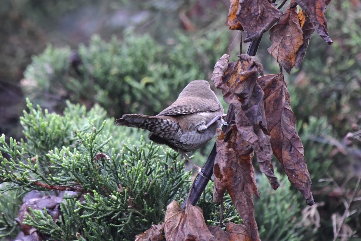 Northern House Wren - ML643038302