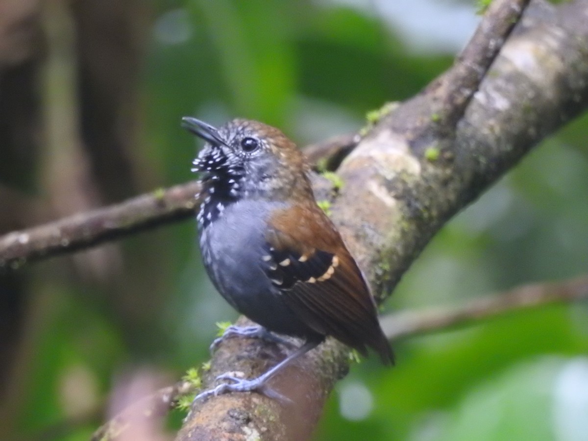 Star-throated Antwren - ML643038304