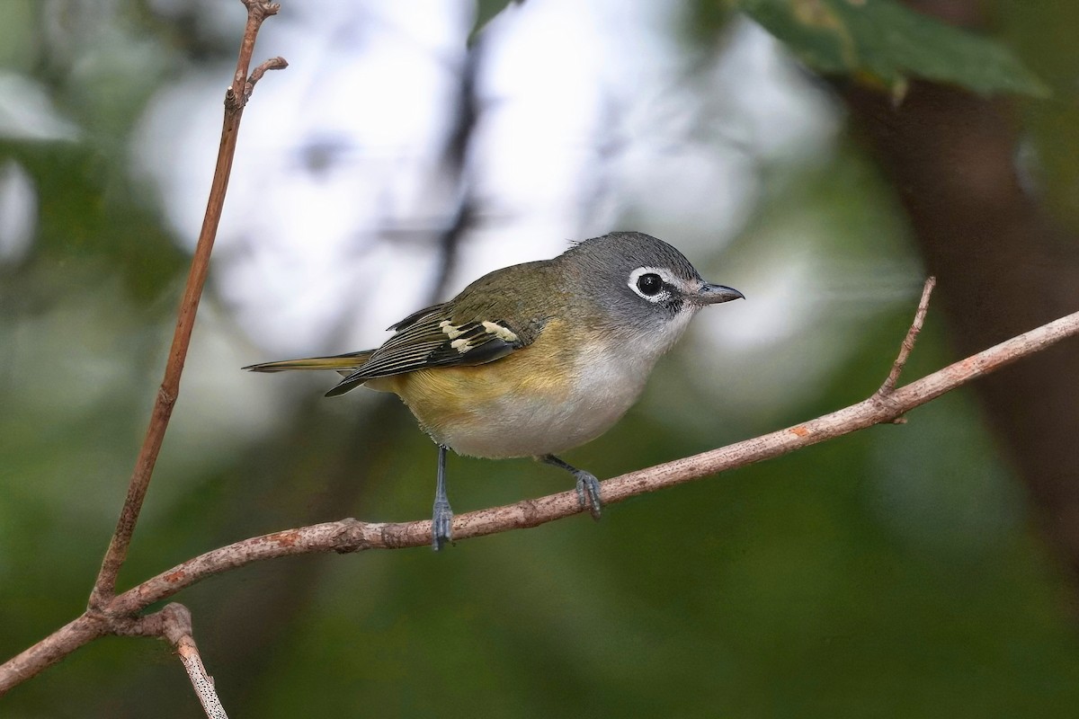 Blue-headed Vireo - ML643038305