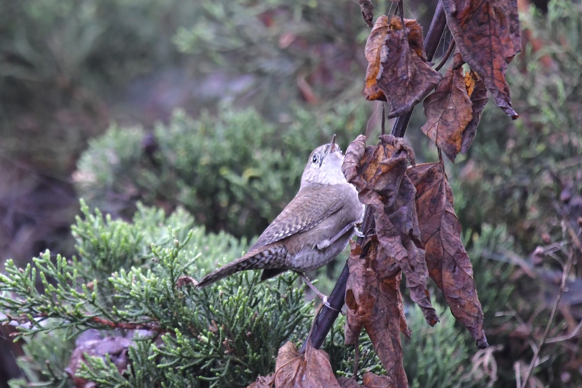 Northern House Wren - ML643038310
