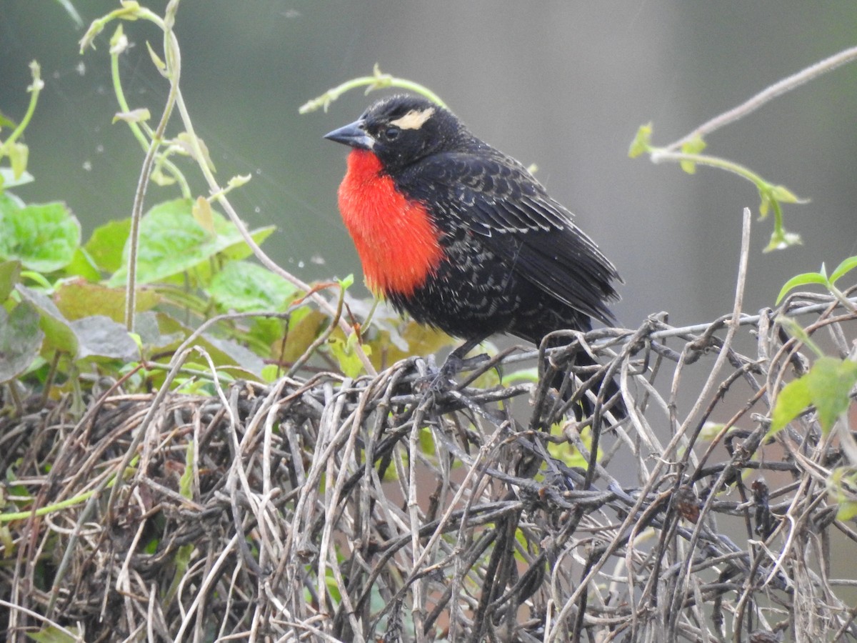 White-browed Meadowlark - ML643038313