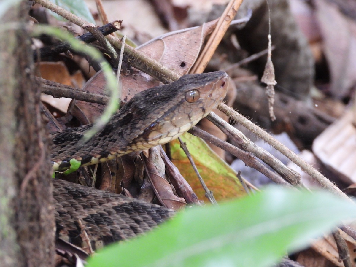 Terciopelo - ML643038320