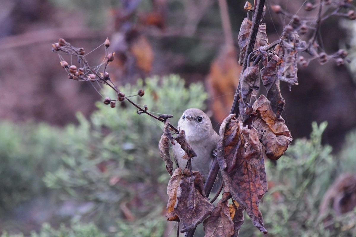 Northern House Wren - ML643038330