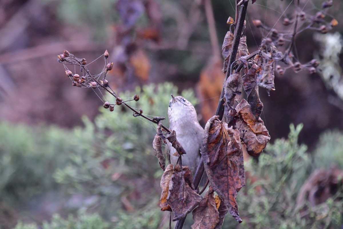 Northern House Wren - ML643038335