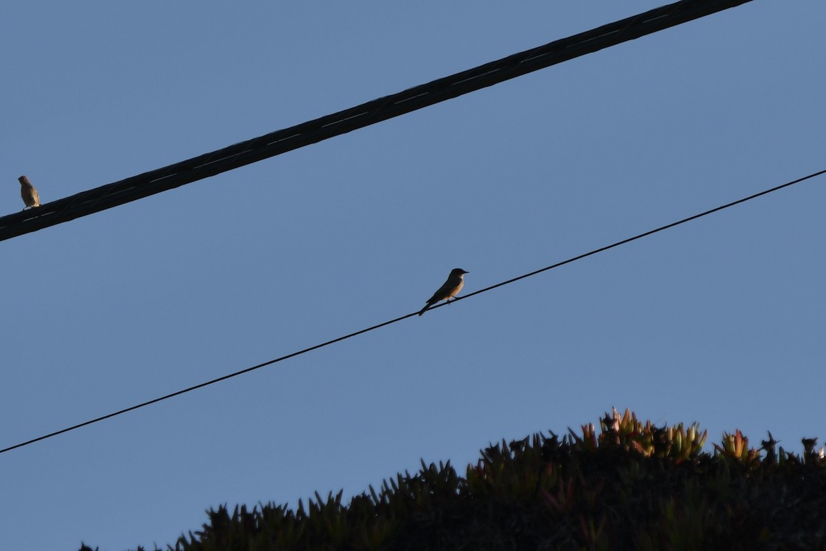 チャイロツキヒメハエトリ - ML643038353