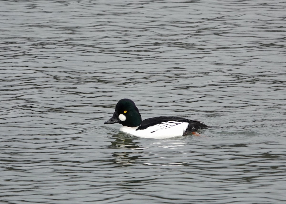 Common Goldeneye - ML643038364