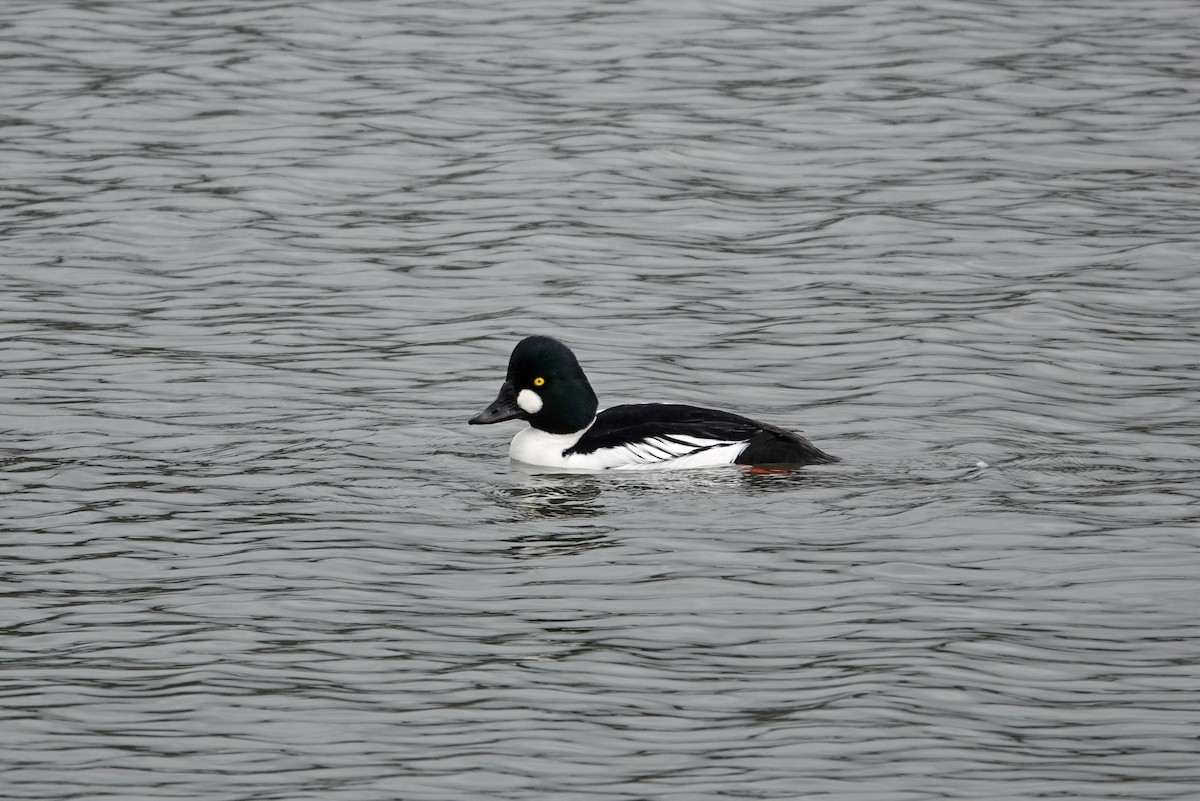 Common Goldeneye - ML643038365