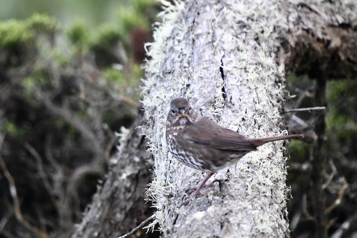 Fox Sparrow (Sooty) - ML643038370