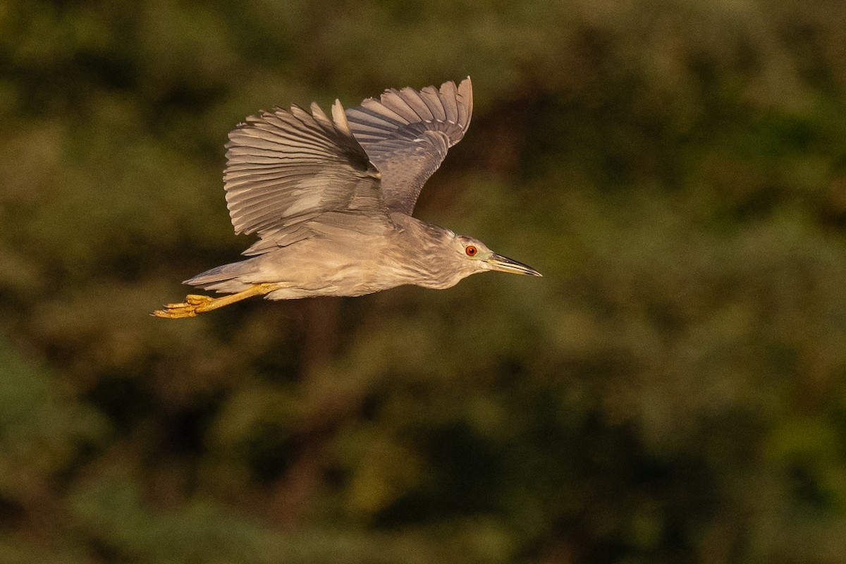 natthegre - ML643038385