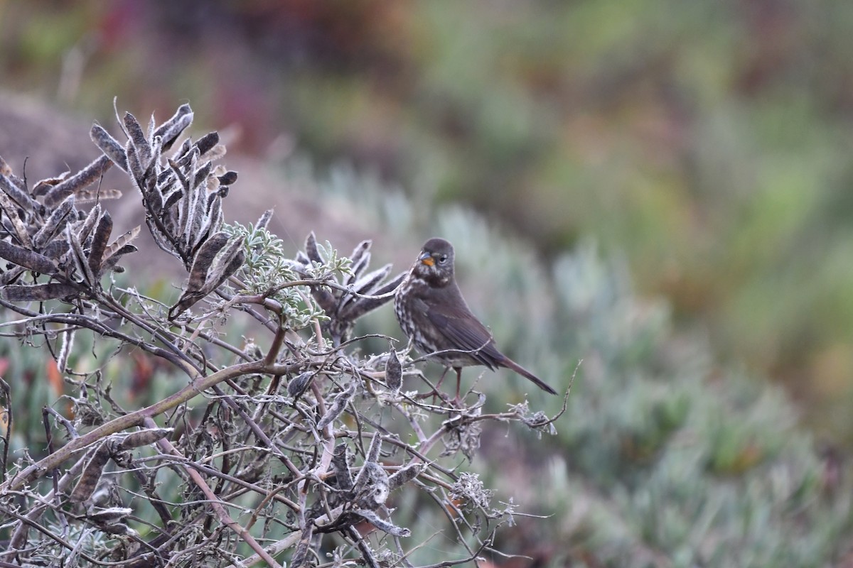 Fox Sparrow (Sooty) - ML643038396
