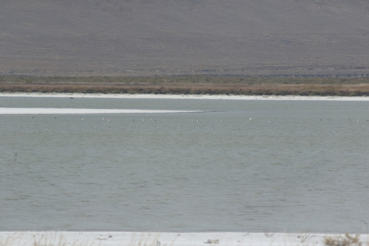 American Avocet - ML643038405