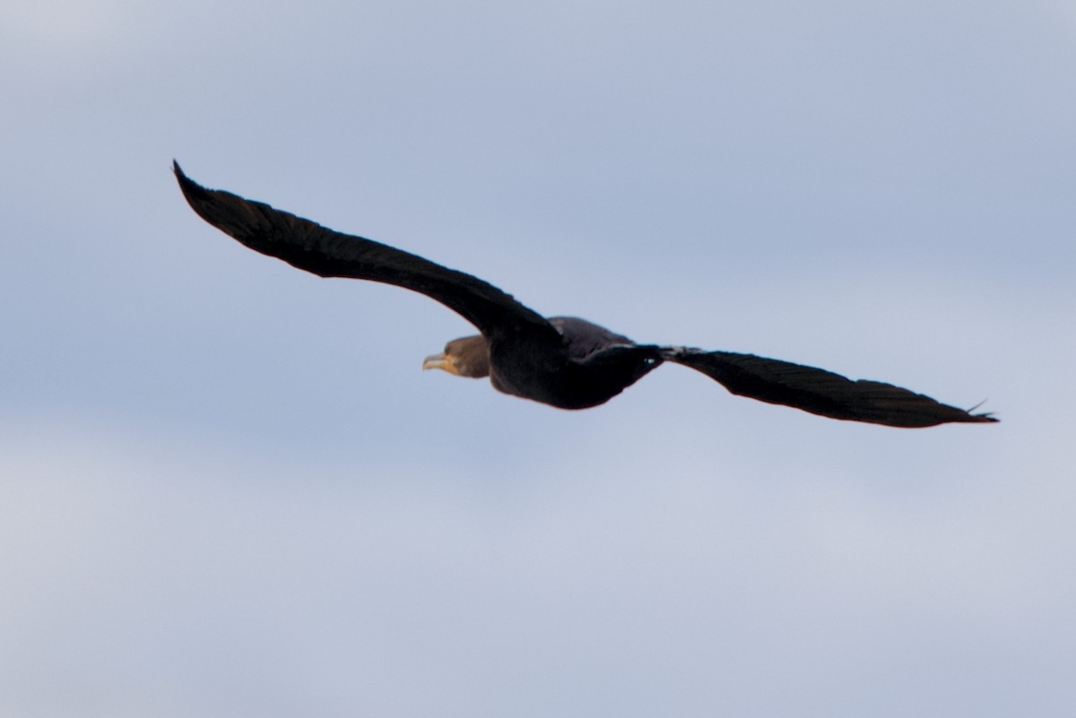 Double-crested Cormorant - ML643038406