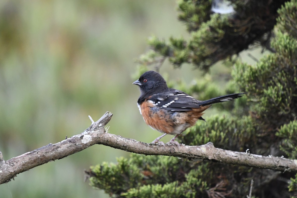 ホシワキアカトウヒチョウ - ML643038410