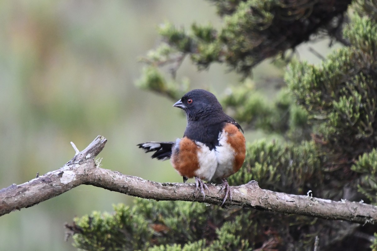 ホシワキアカトウヒチョウ - ML643038416