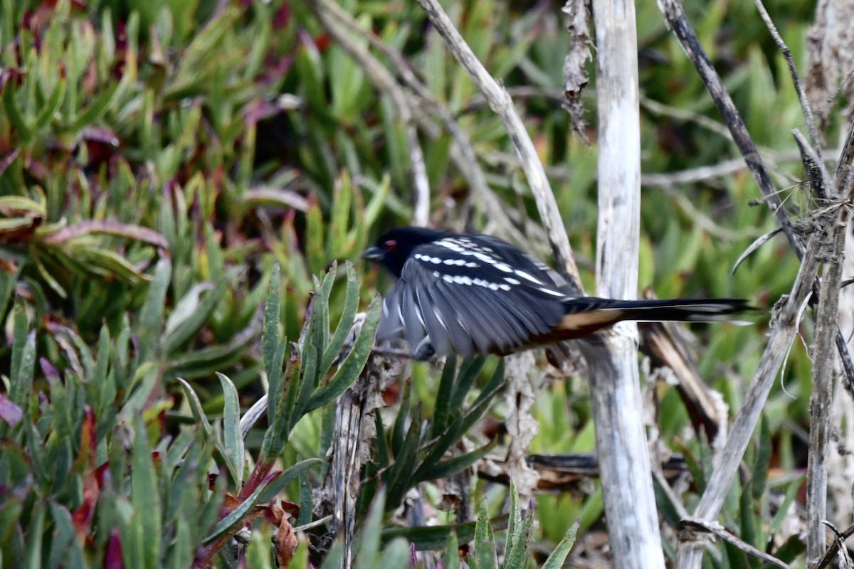ホシワキアカトウヒチョウ - ML643038425