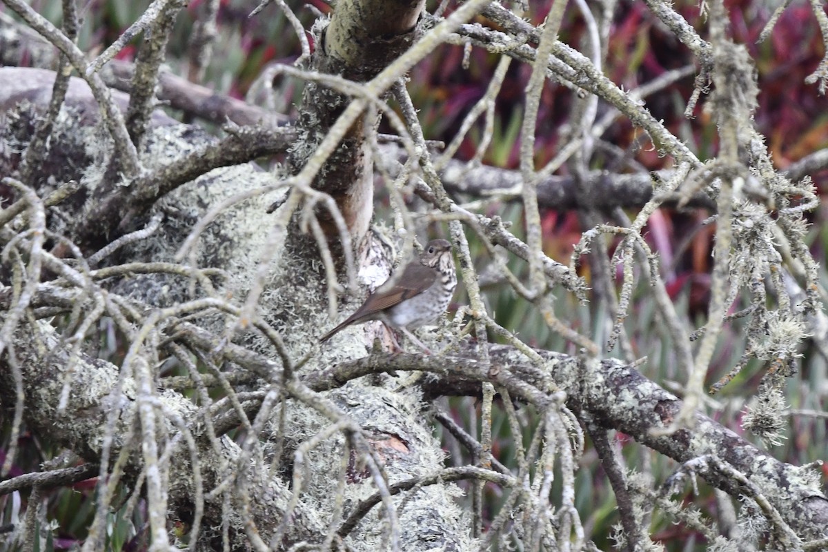 チャイロコツグミ - ML643038437