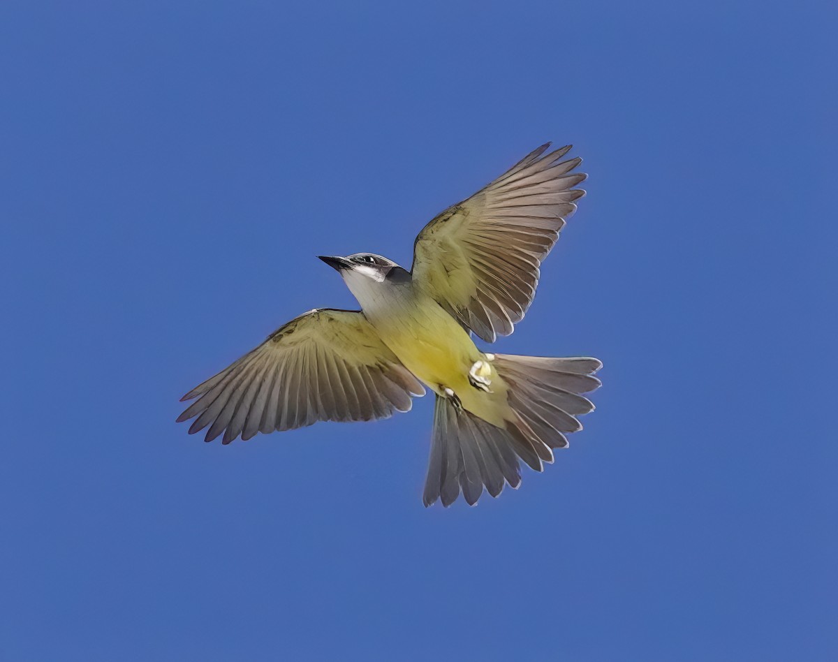 Thick-billed Kingbird - ML643038440