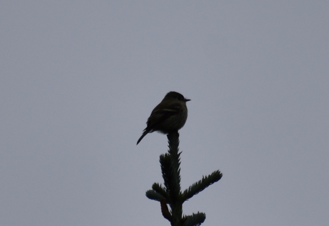 Hammond's Flycatcher - ML643038441