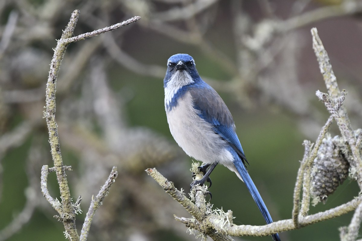 California Scrub-Jay - ML643038449