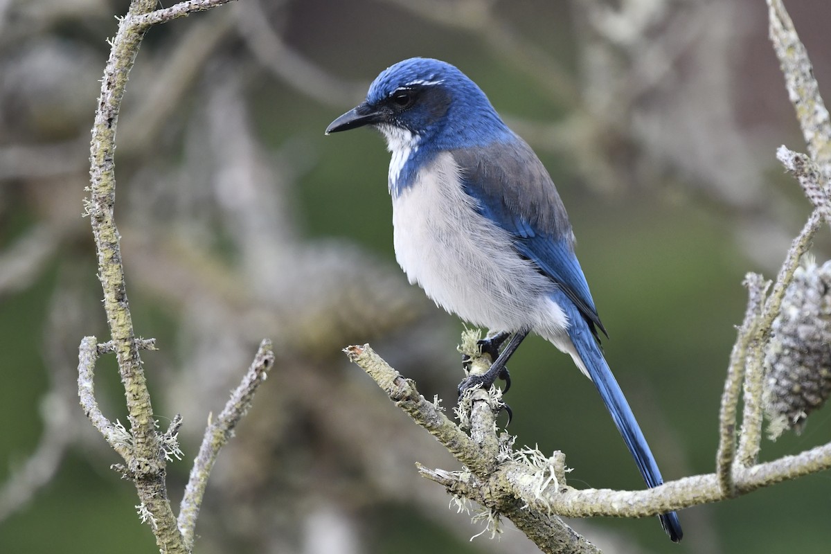 California Scrub-Jay - ML643038450