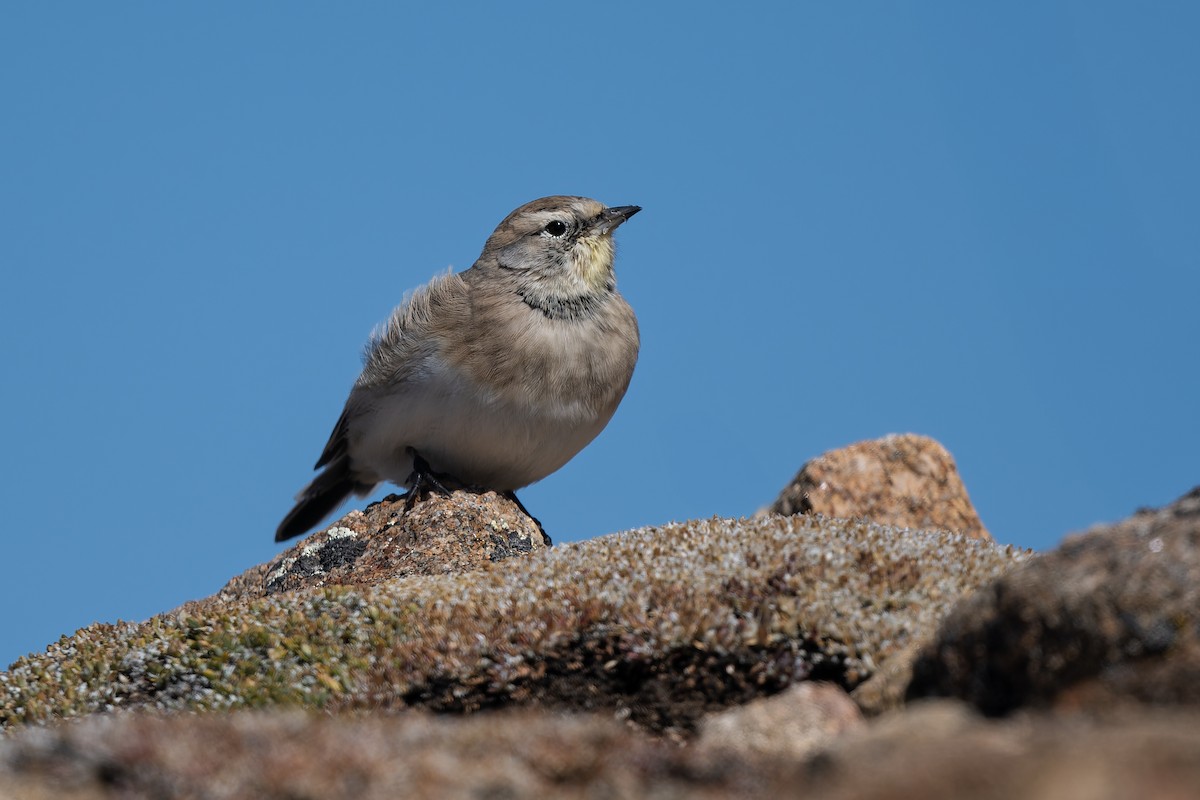 Horned Lark - ML643038451