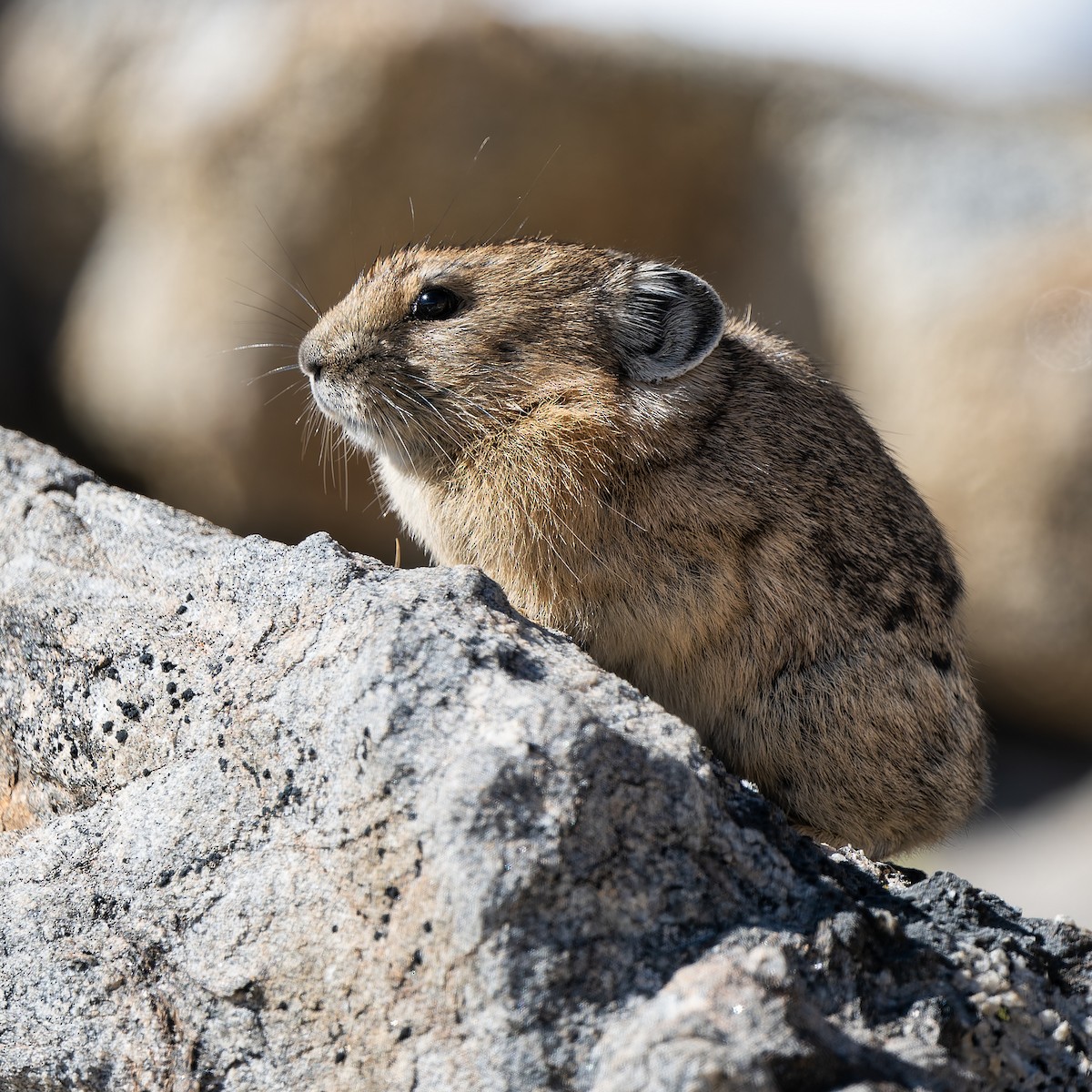 Pica Americana - ML643038458