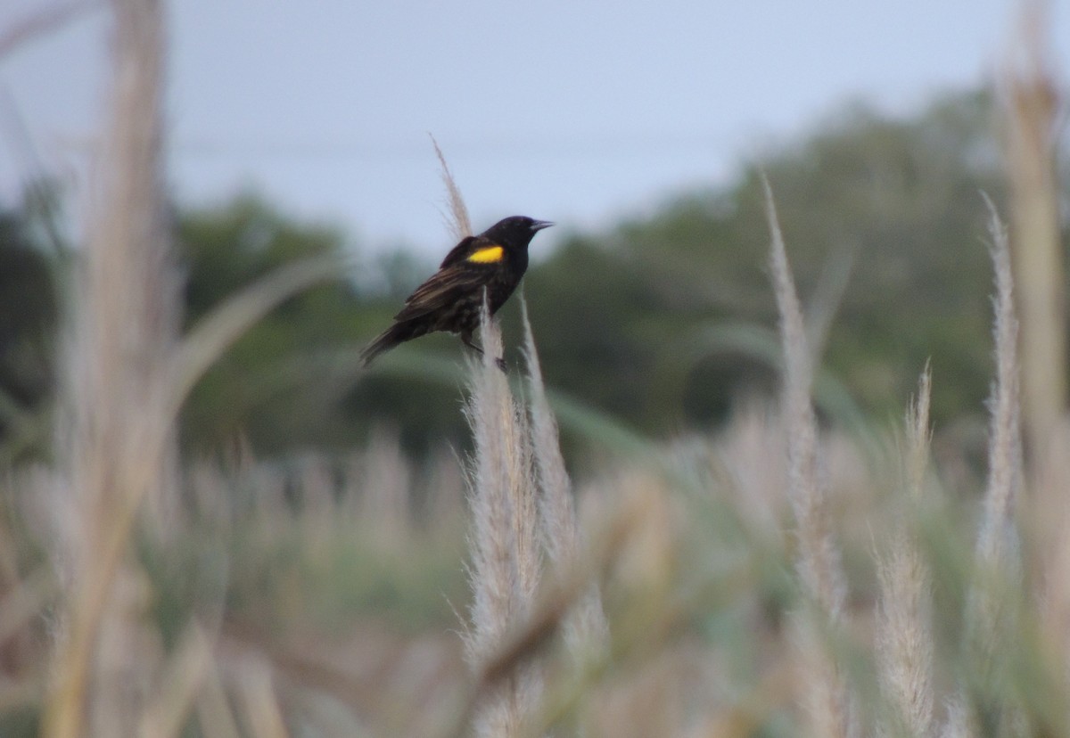 Yellow-winged Blackbird - ML643038460