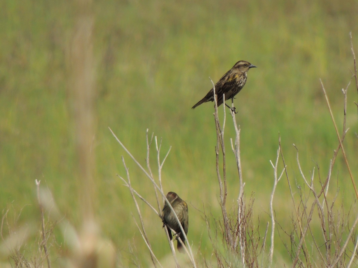 Yellow-winged Blackbird - ML643038461